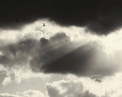 Birds Above Dark Clouds