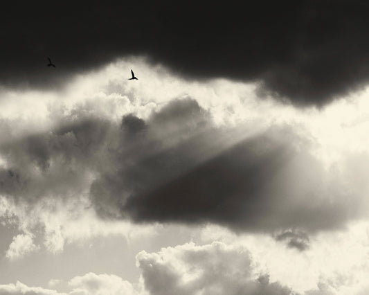 Birds Above Dark Clouds
