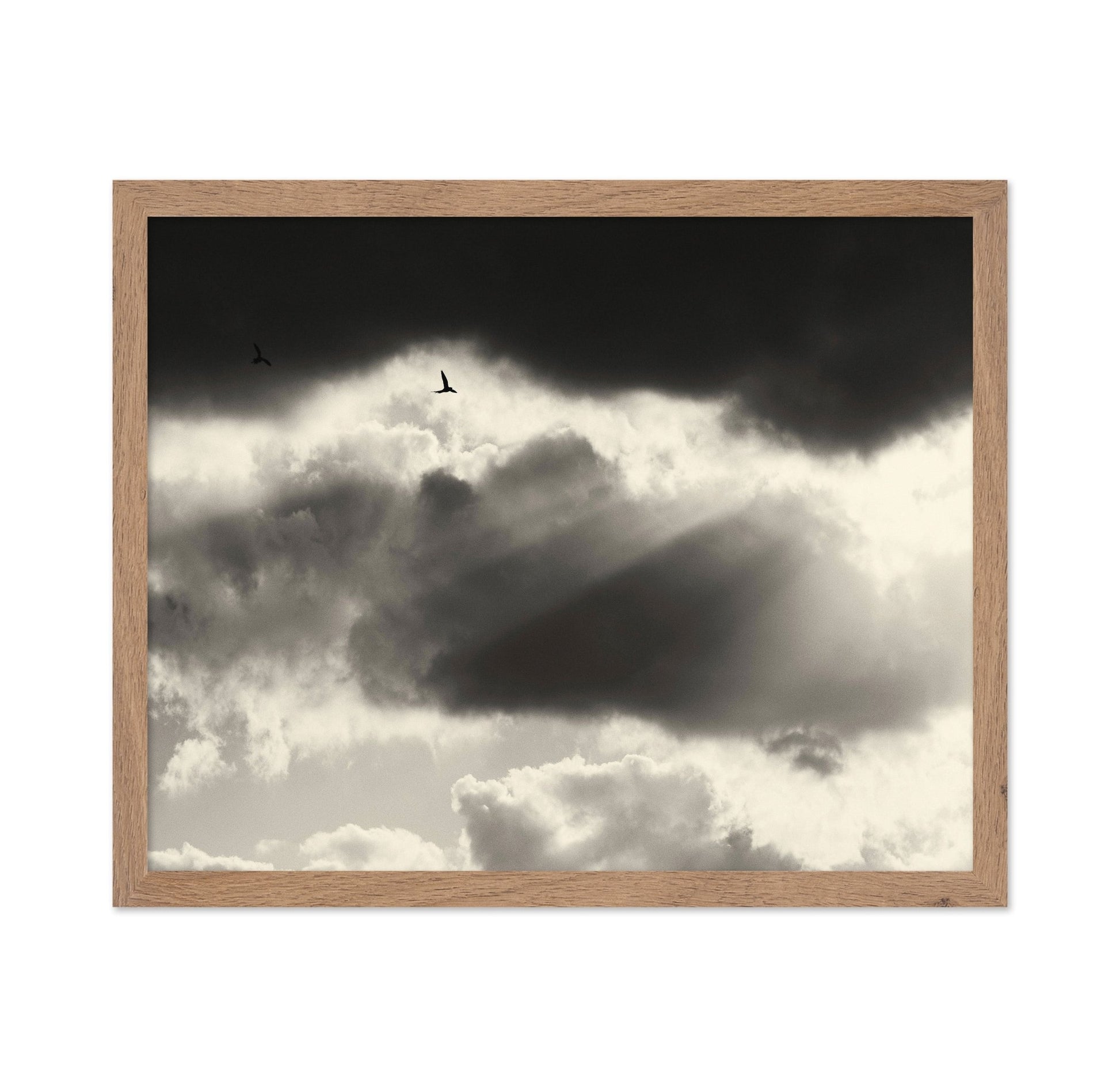 Birds Above Dark Clouds
