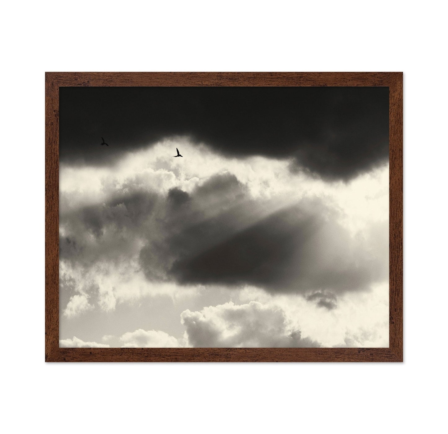 Birds Above Dark Clouds