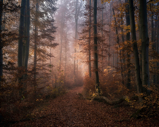 Autumn Forest Path No2
