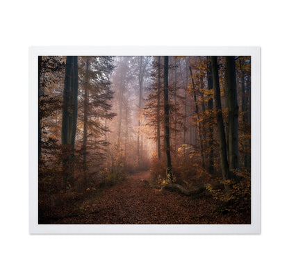 Autumn Forest Path No2