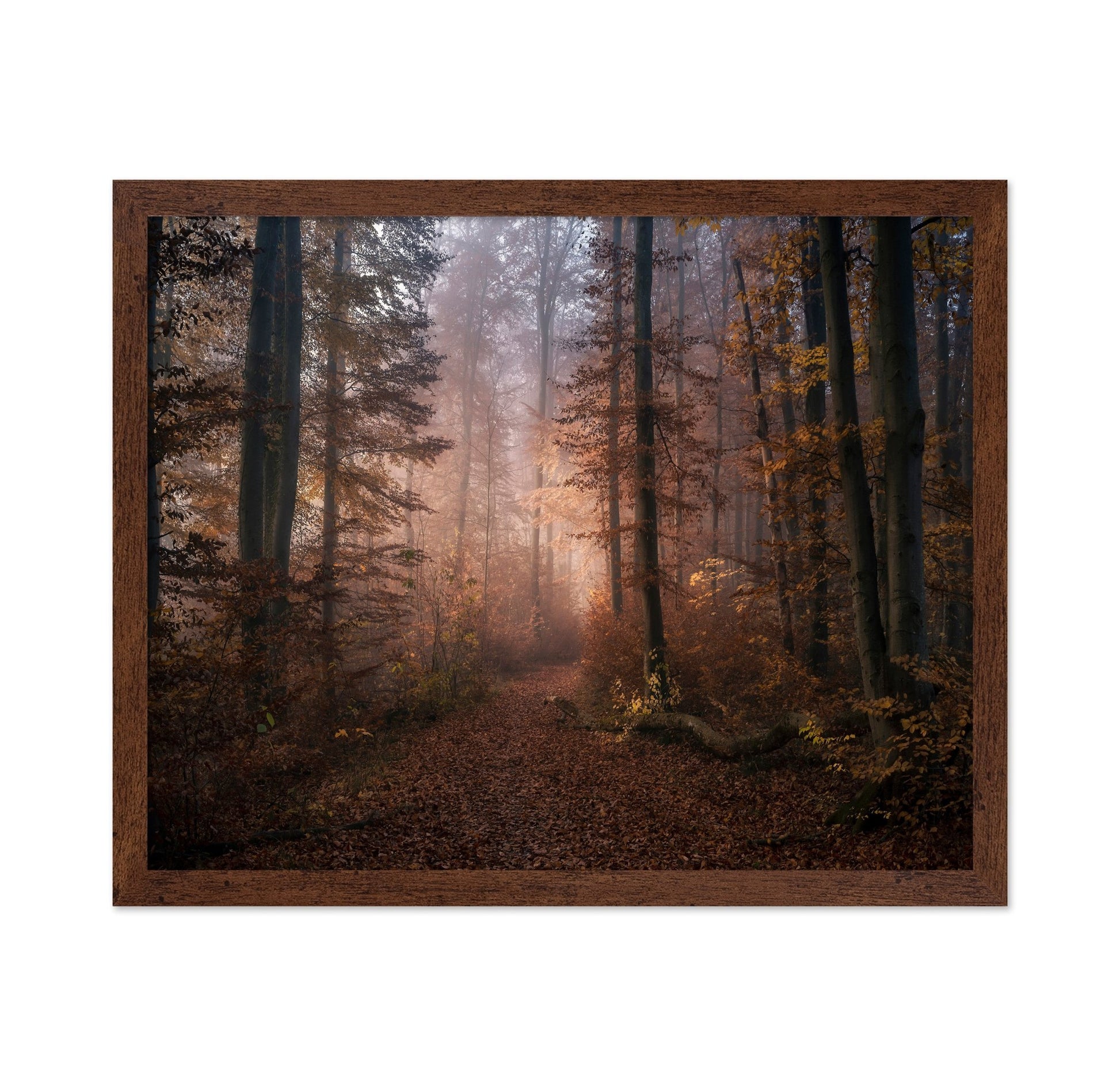 Autumn Forest Path No2