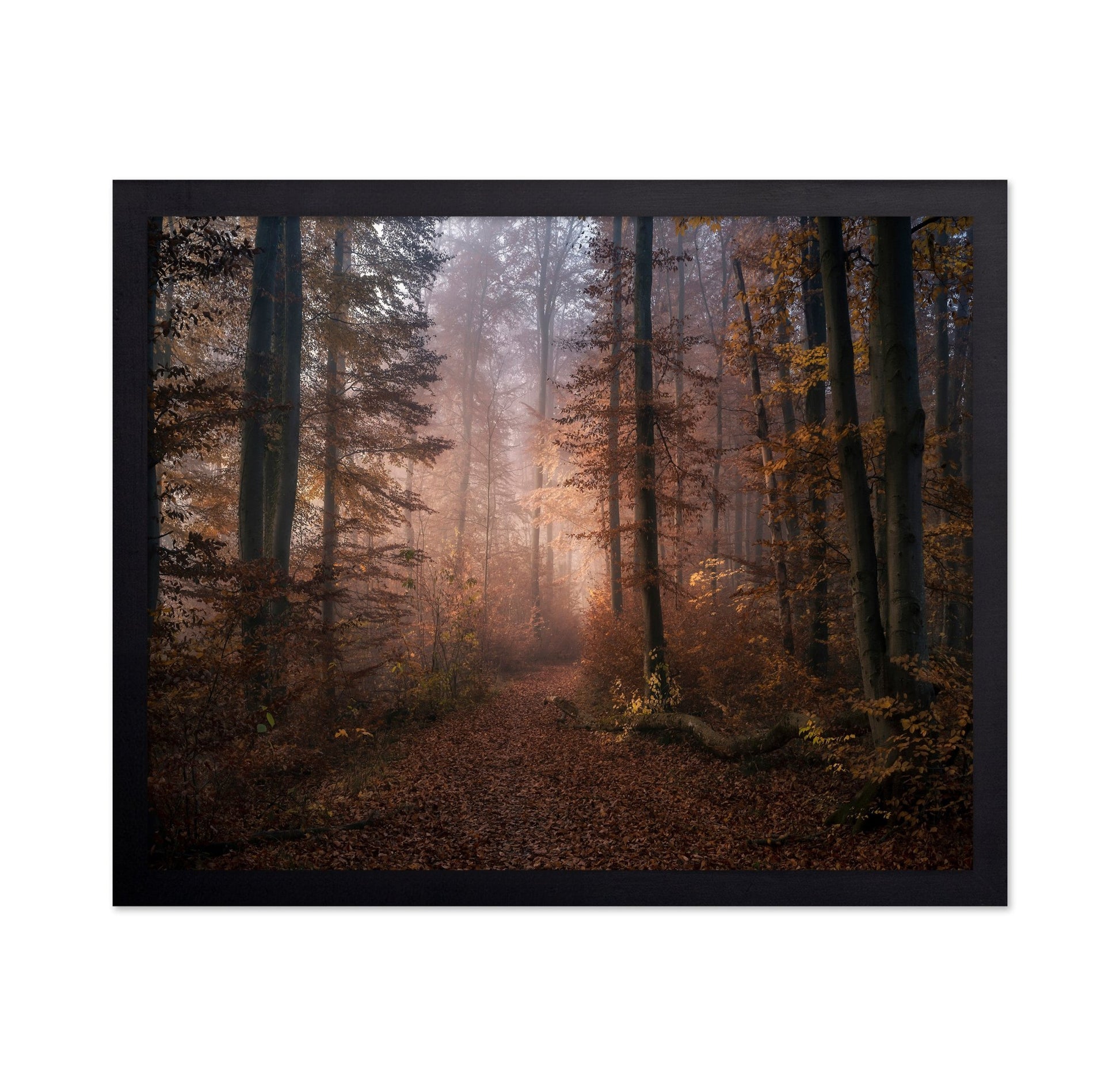 Autumn Forest Path No2