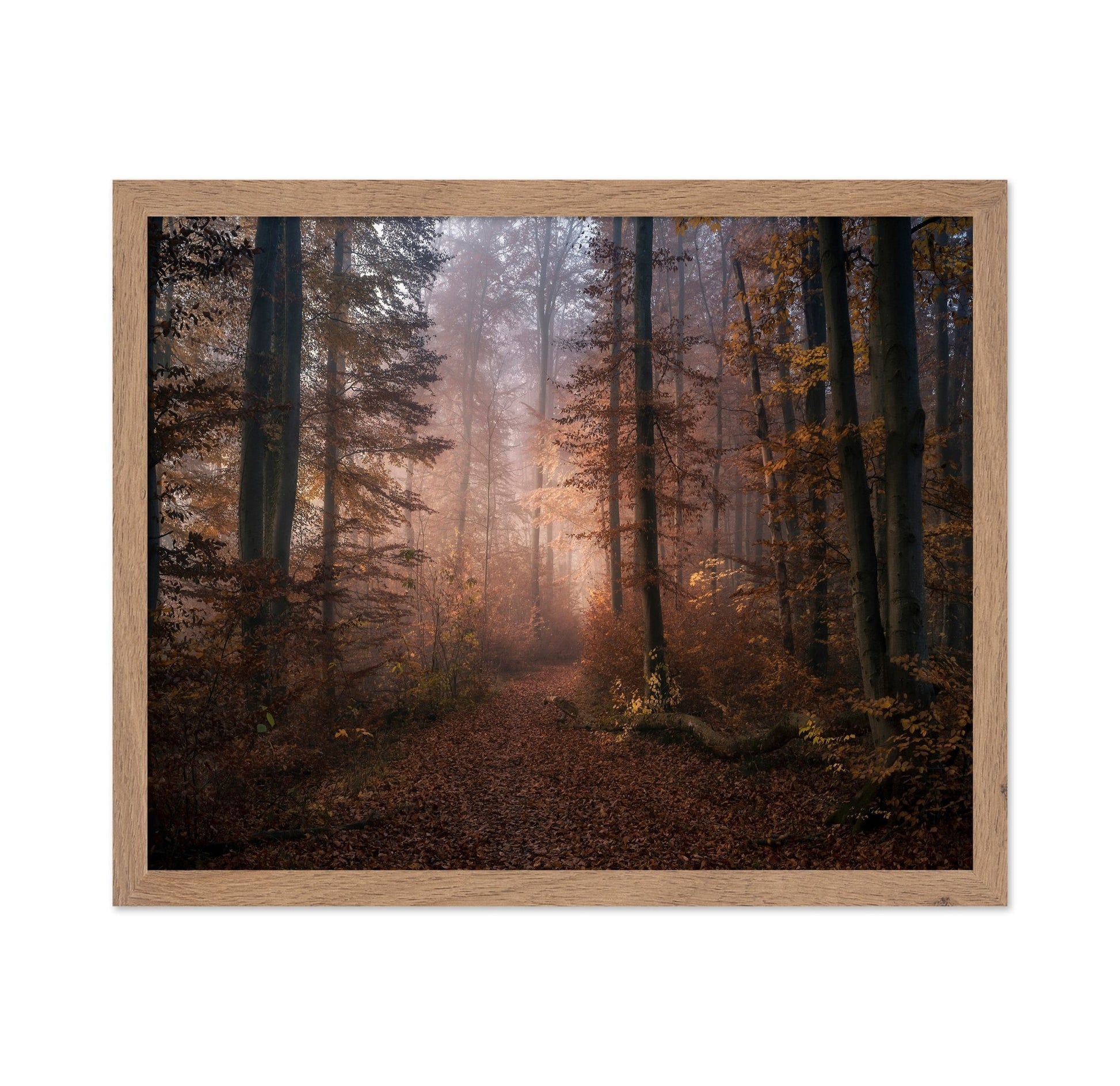 Autumn Forest Path No2