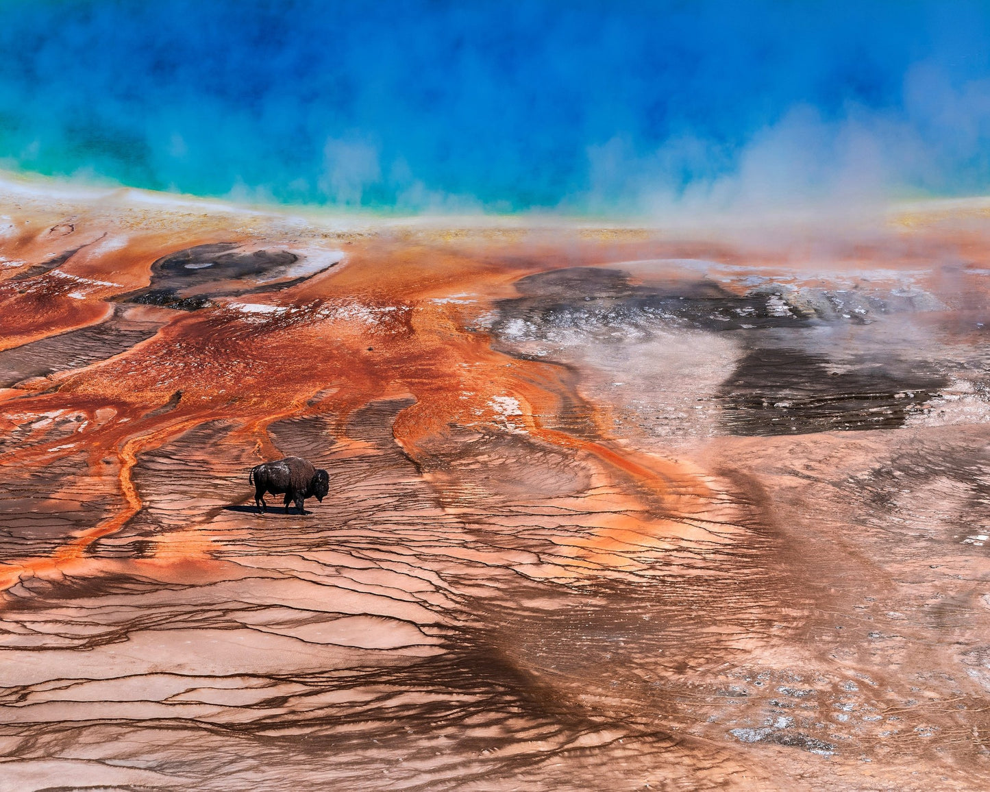 Thermal Bison Plains
