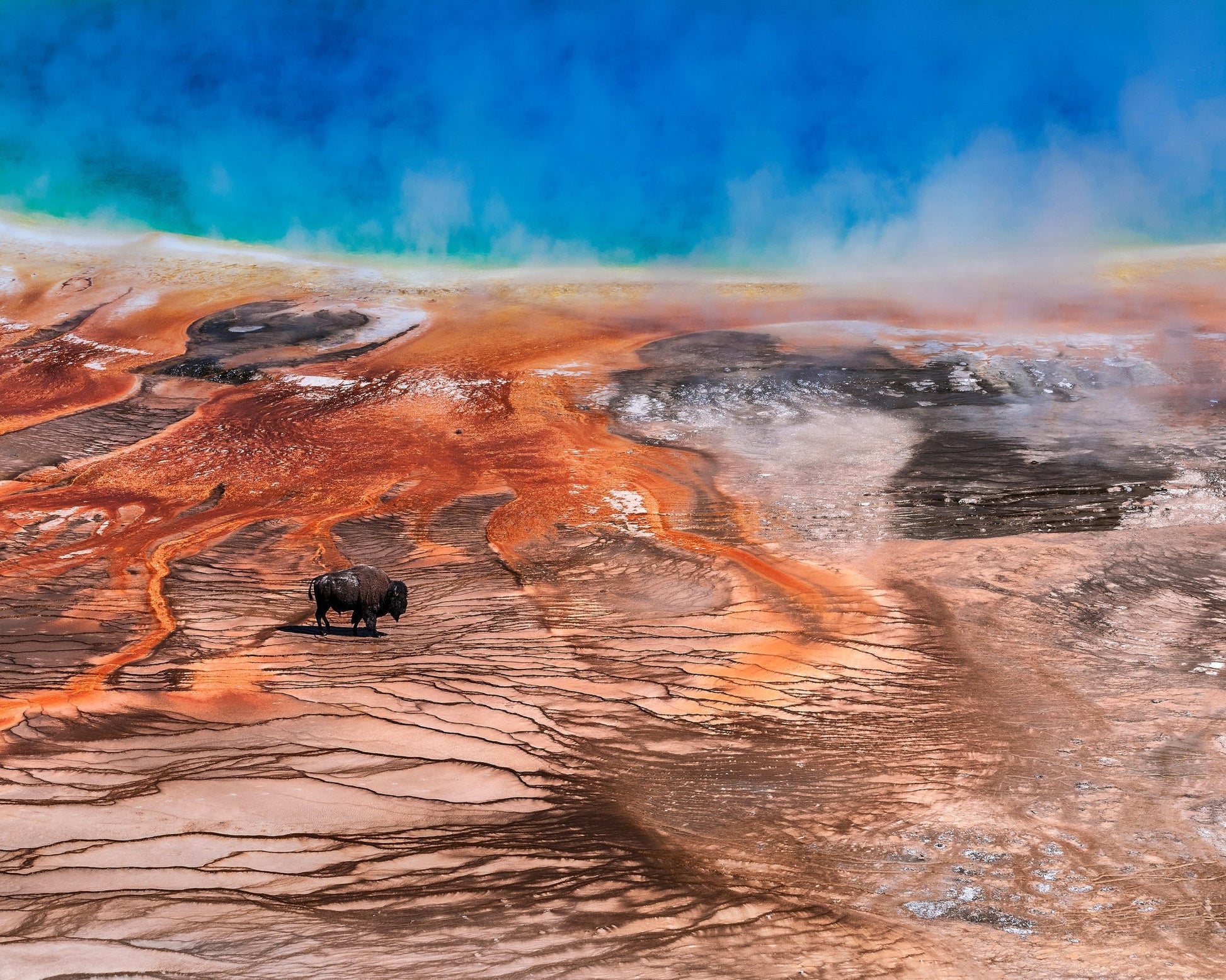Thermal Bison Plains