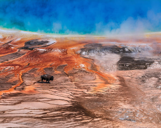 Thermal Bison Plains