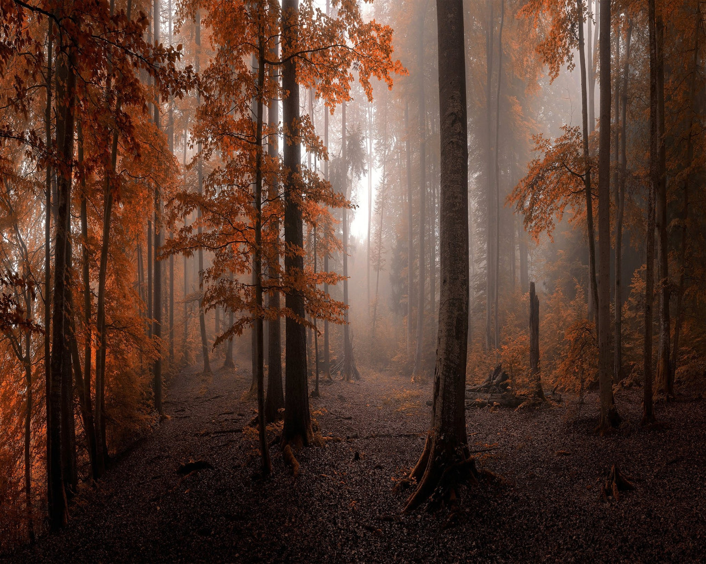 Autumn Forest Light No2