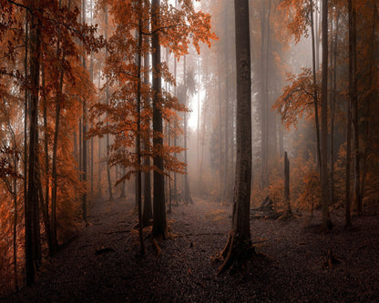 Autumn Forest Light No2
