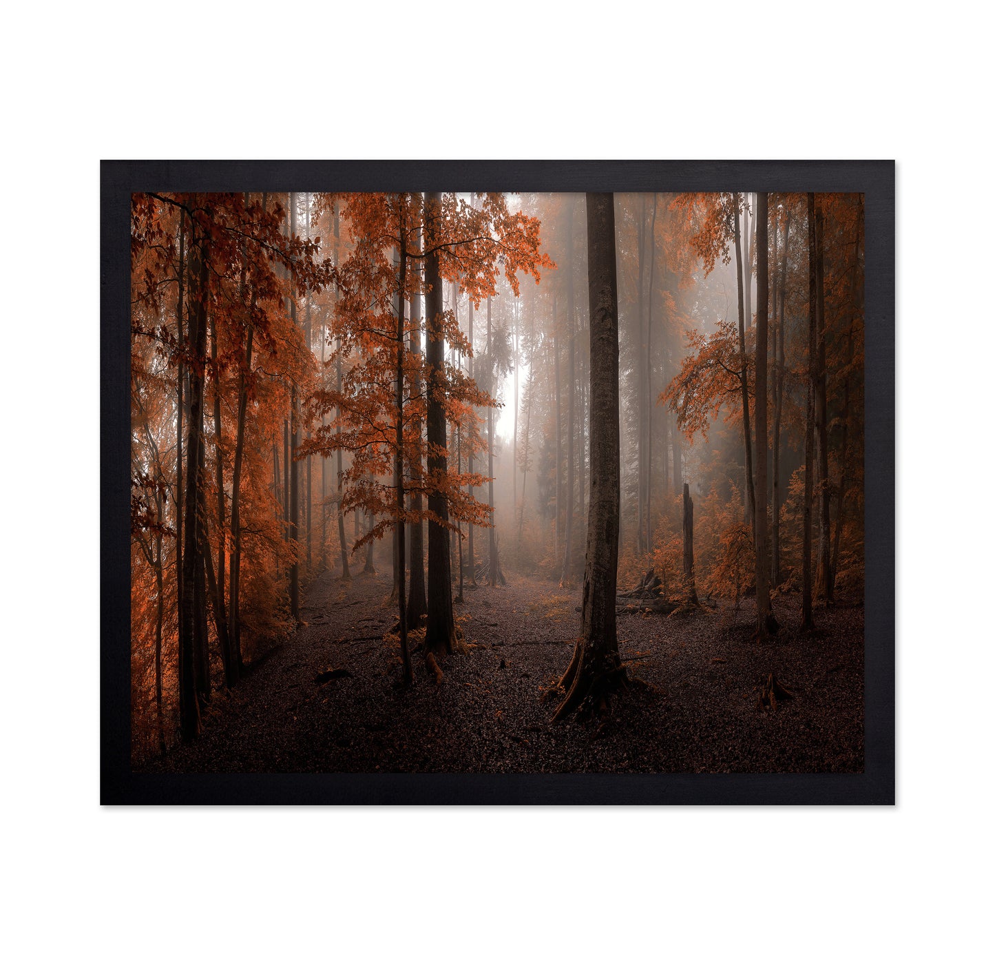 Autumn Forest Light No2