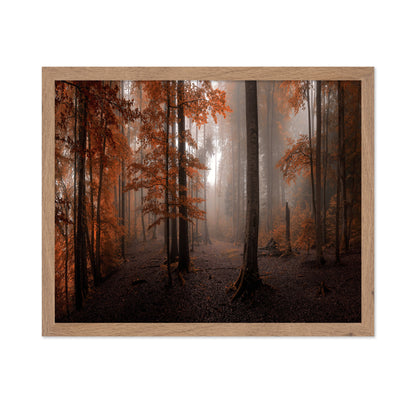 Autumn Forest Light No2