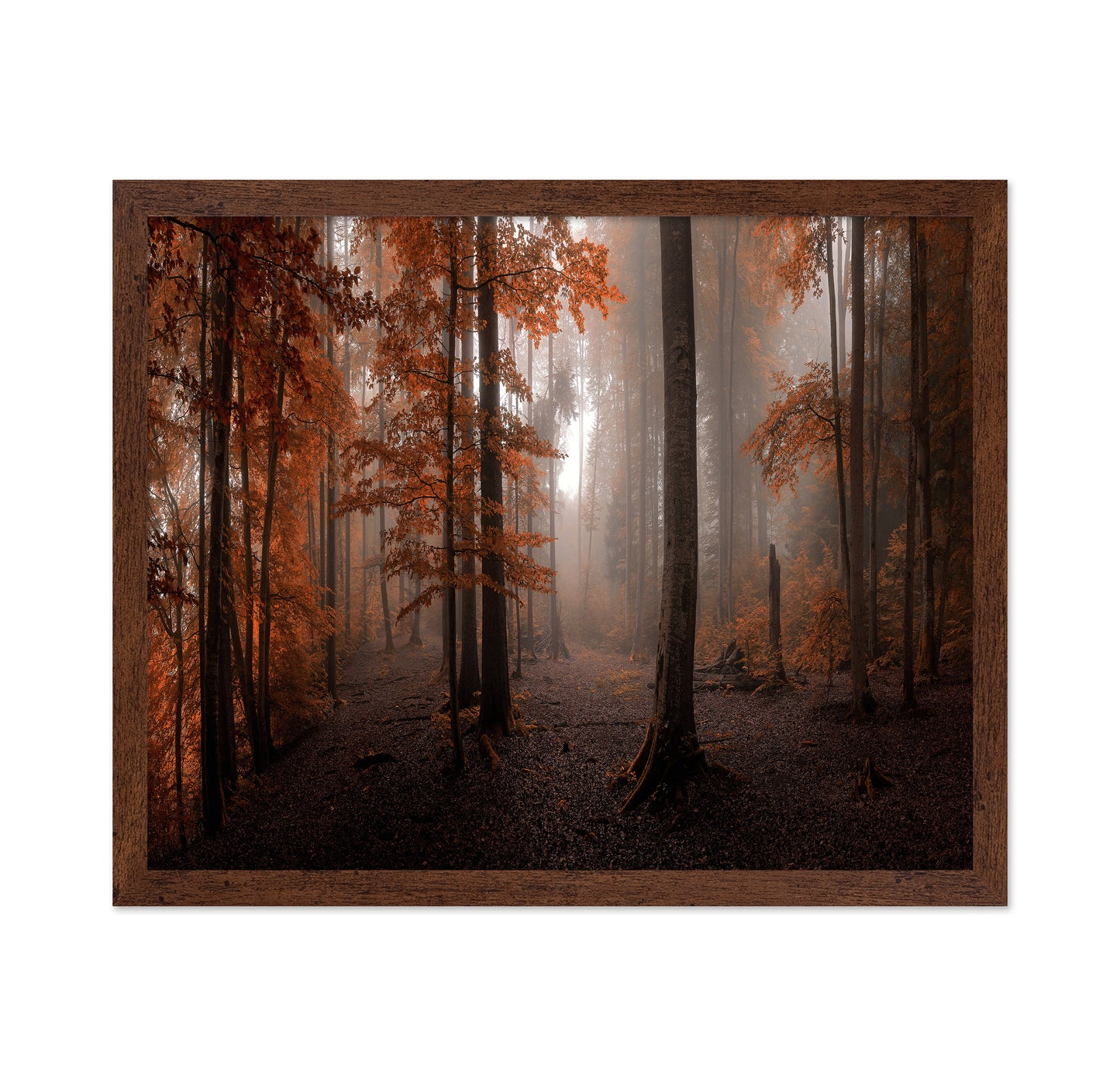Autumn Forest Light No2