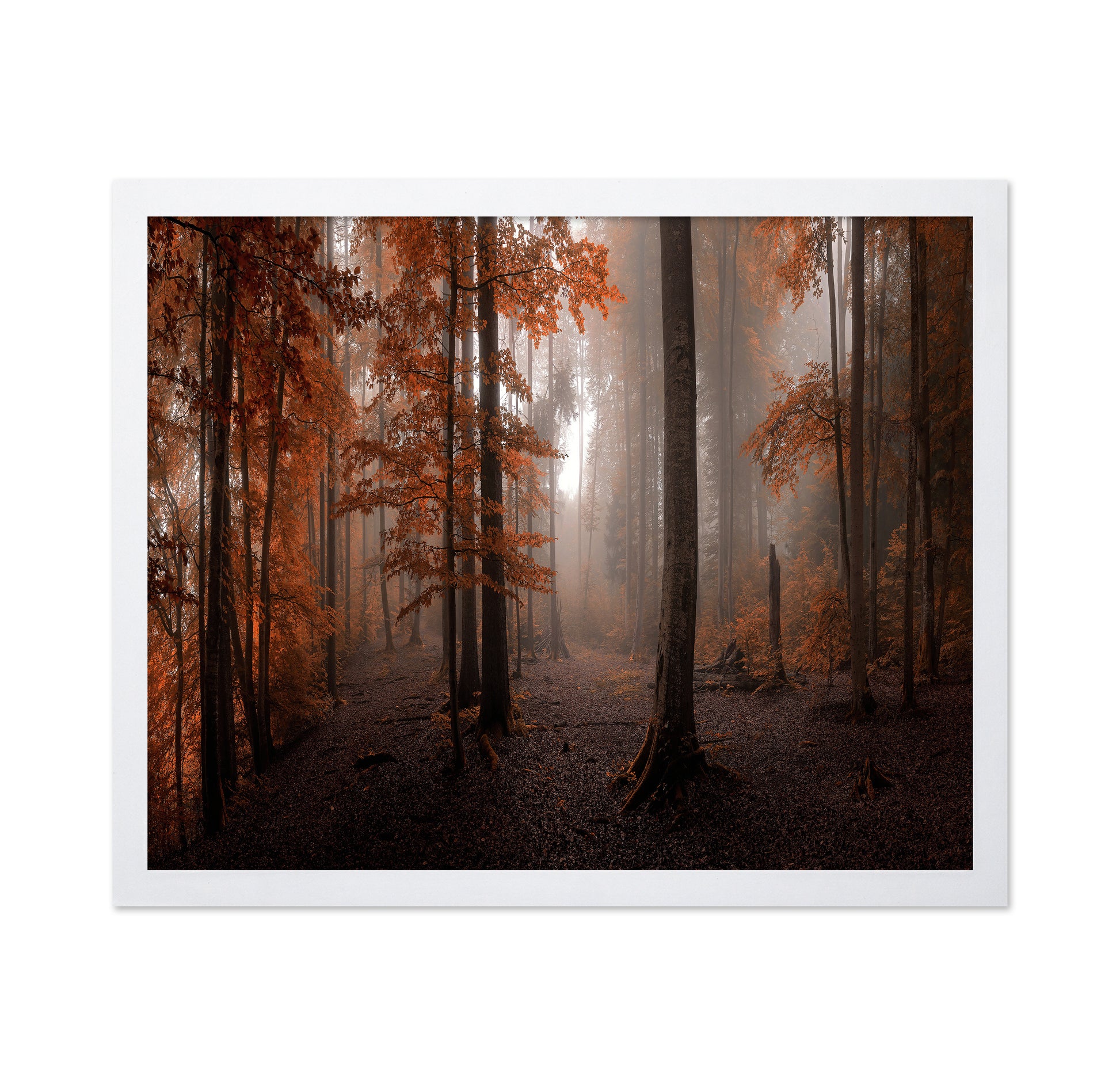 Autumn Forest Light No2