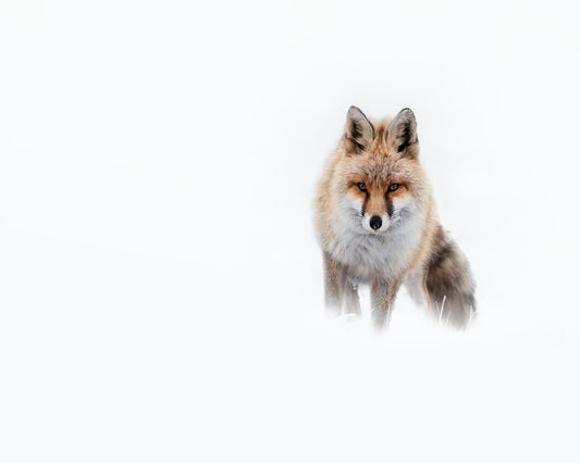 Snow Fox Portrait