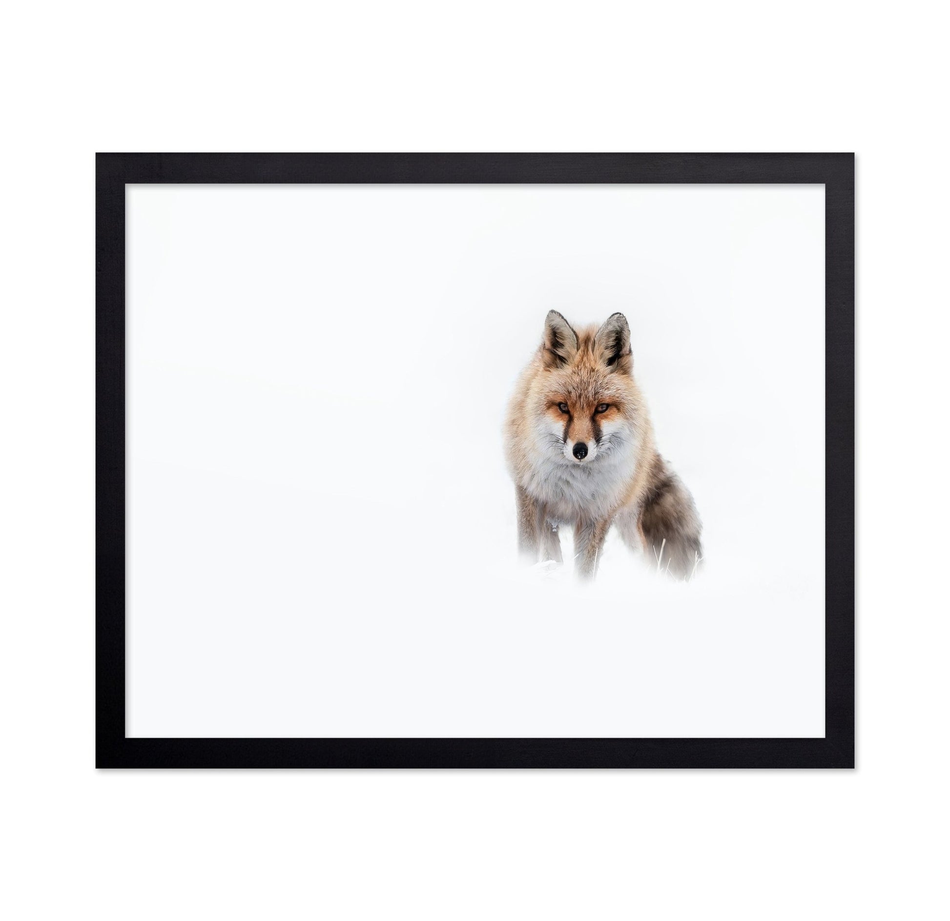 Snow Fox Portrait
