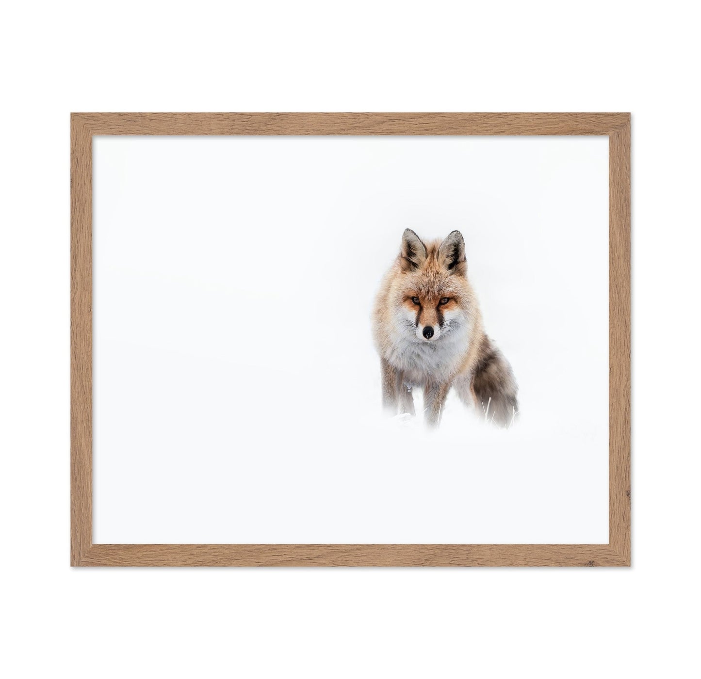 Snow Fox Portrait