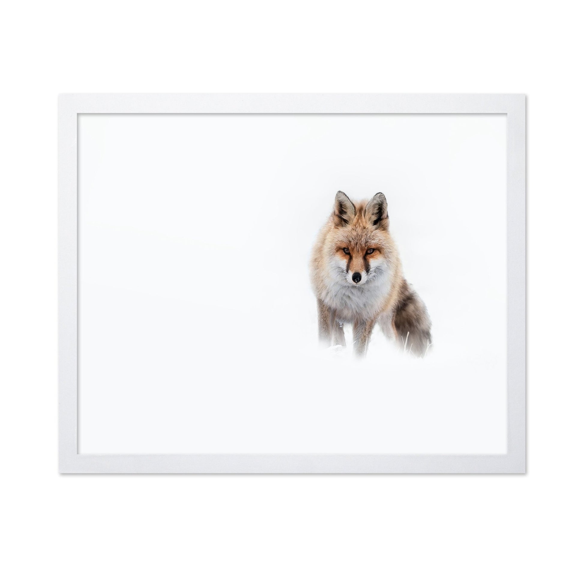 Snow Fox Portrait