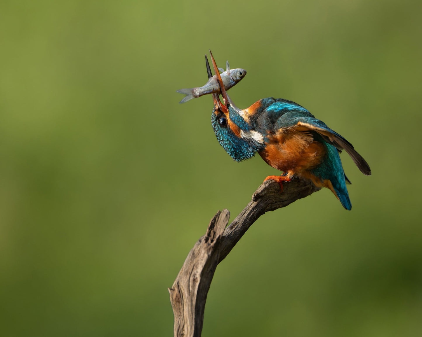 Kingfisher Catch