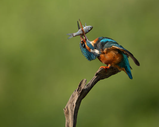 Kingfisher Catch