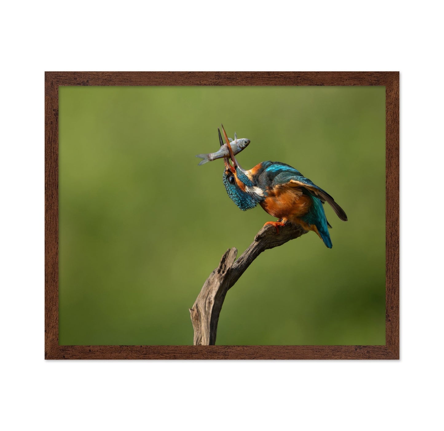 Kingfisher Catch