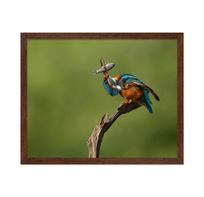 Kingfisher Catch