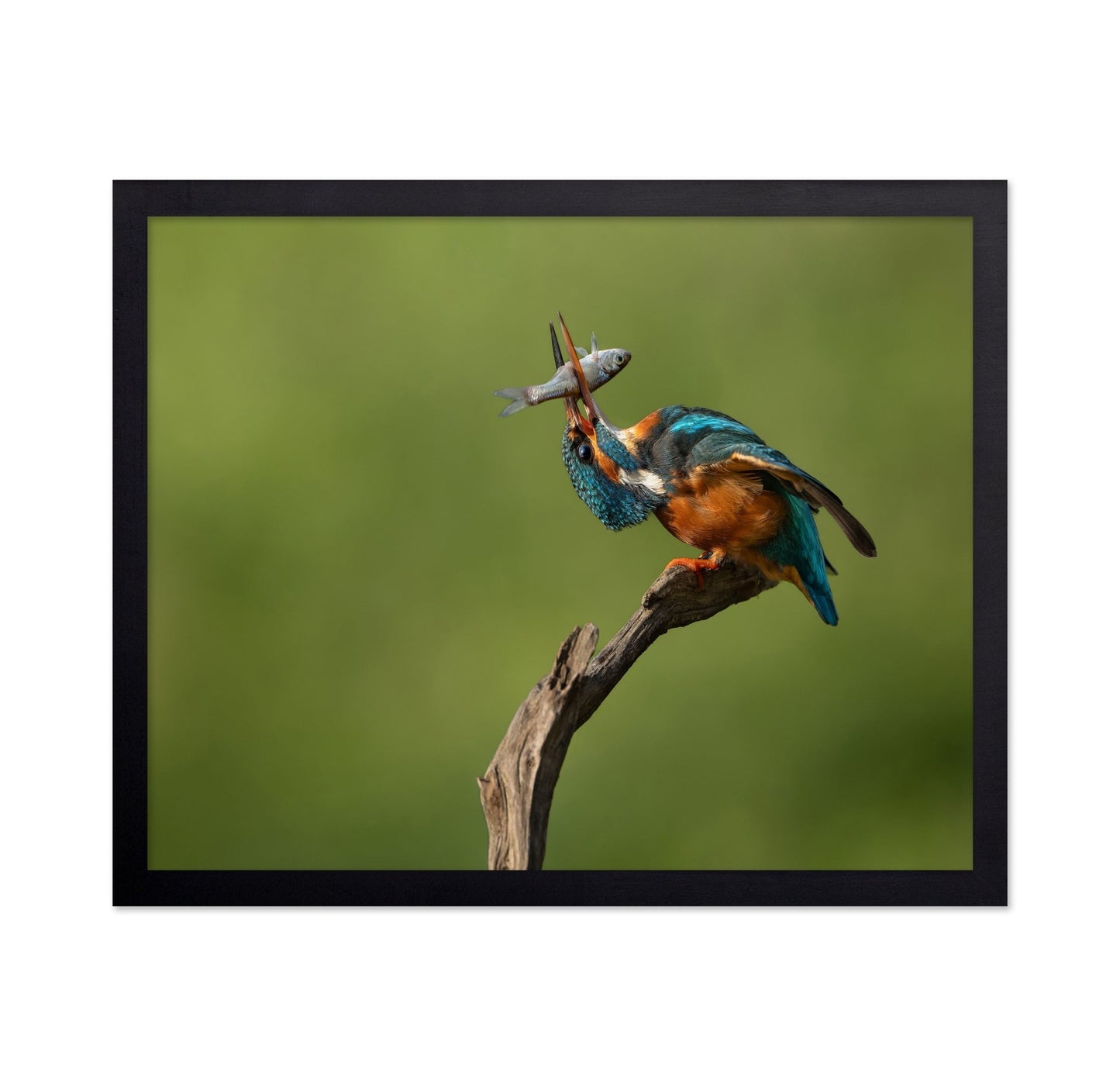 Kingfisher Catch