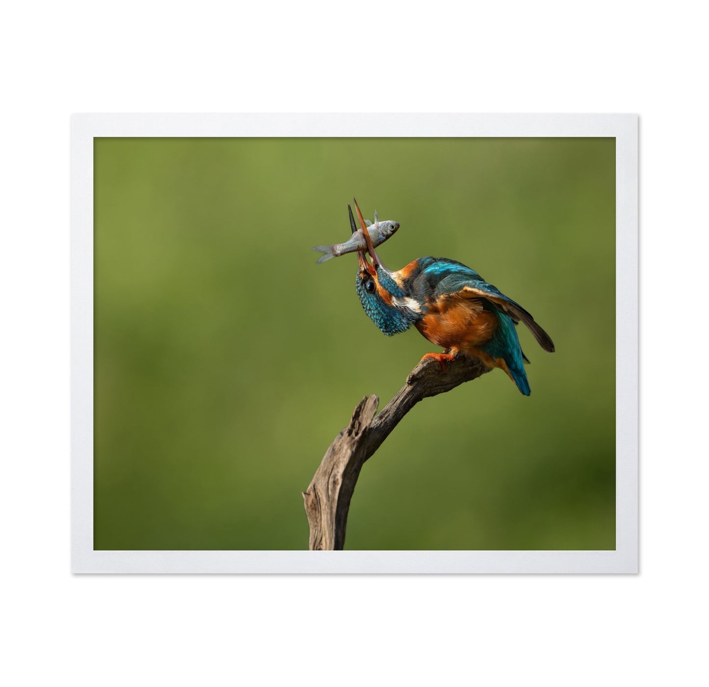 Kingfisher Catch