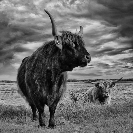 Highland Bulls Field