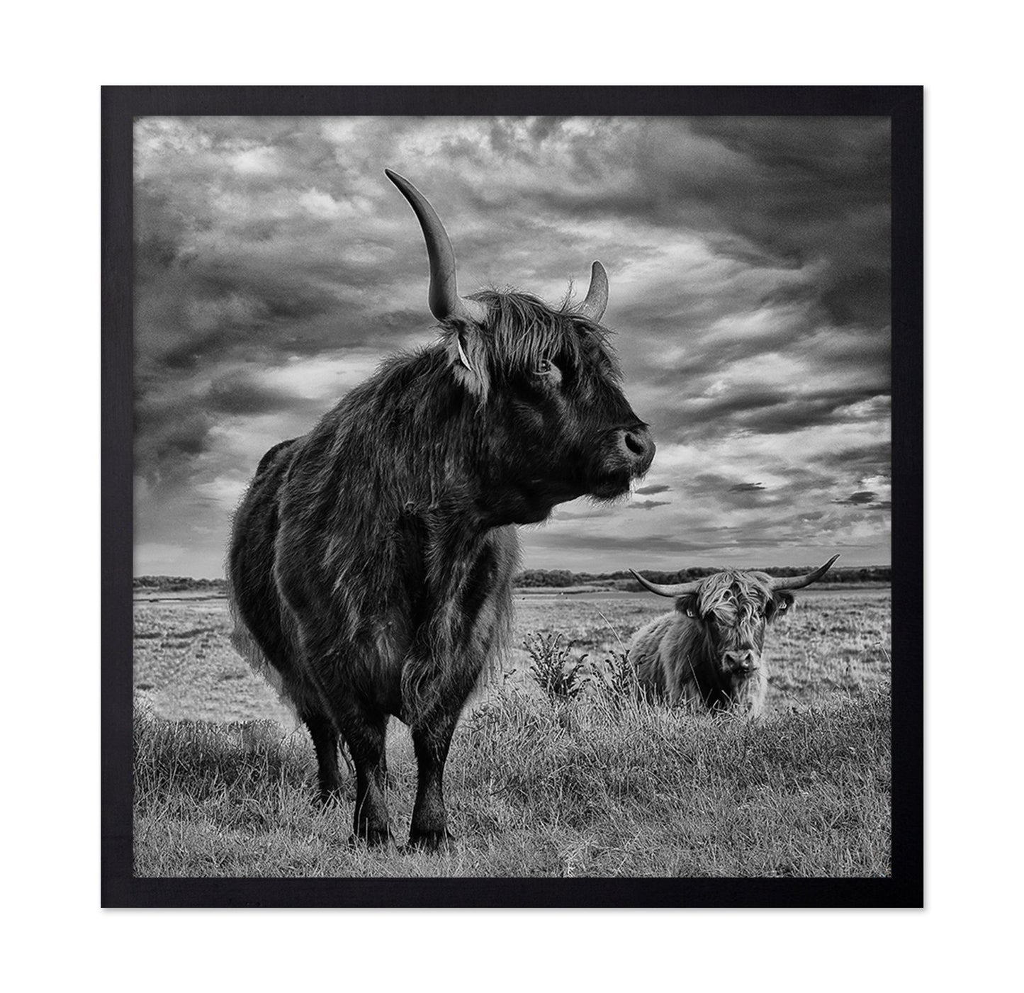 Highland Bulls Field