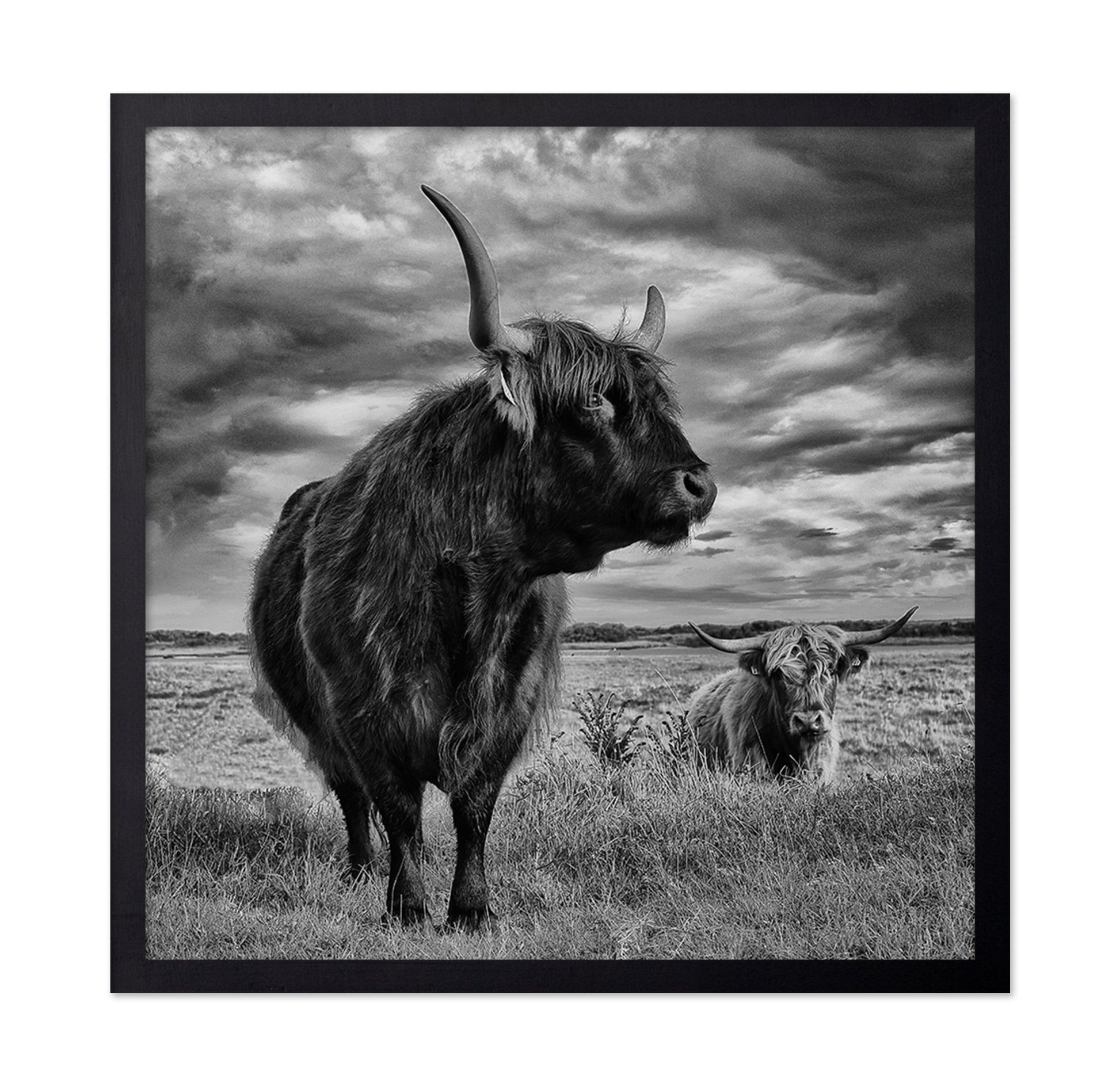 Highland Bulls Field