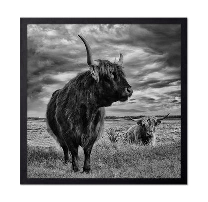 Highland Bulls Field