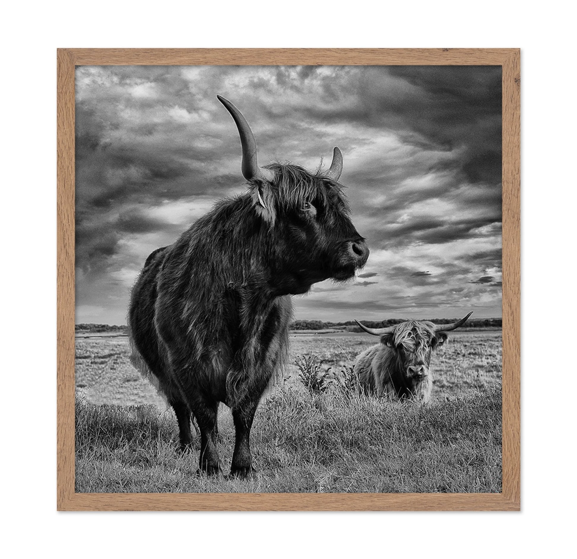 Highland Bulls Field