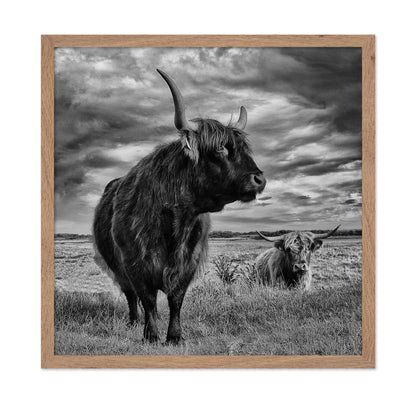 Highland Bulls Field
