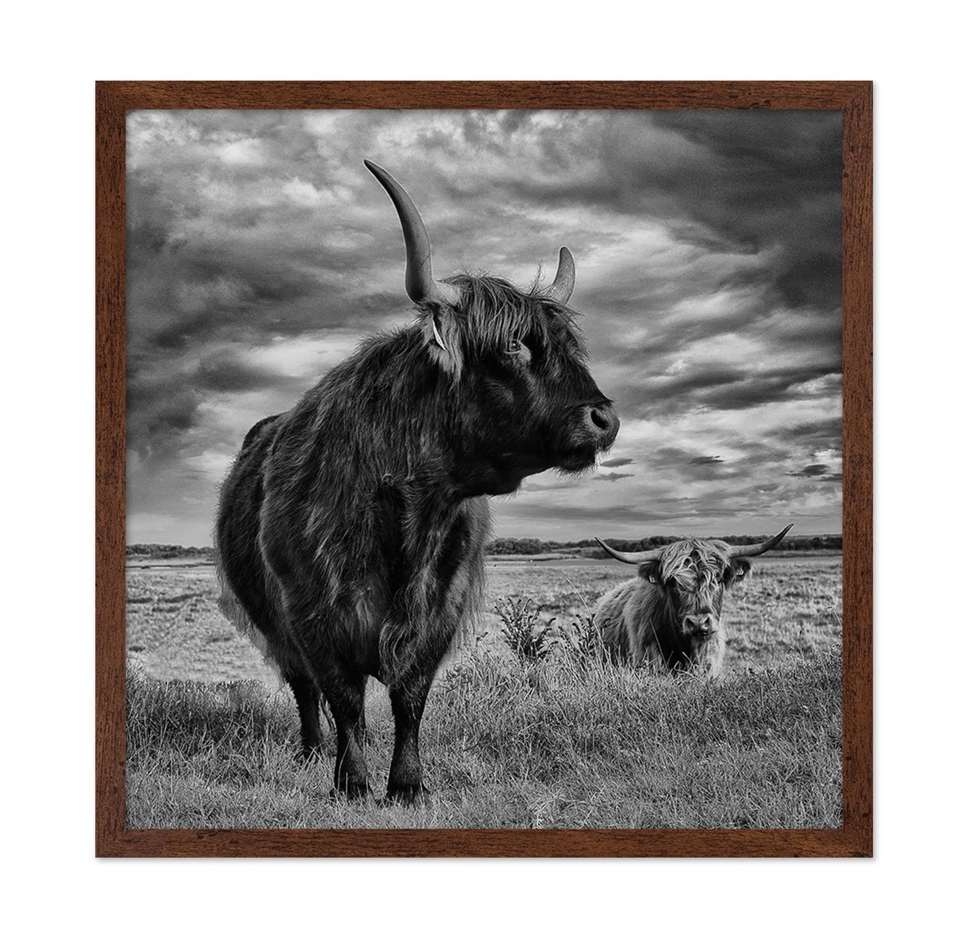Highland Bulls Field