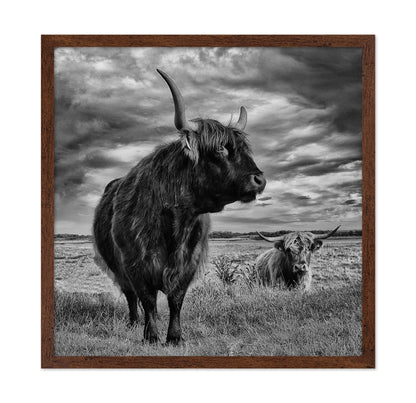 Highland Bulls Field