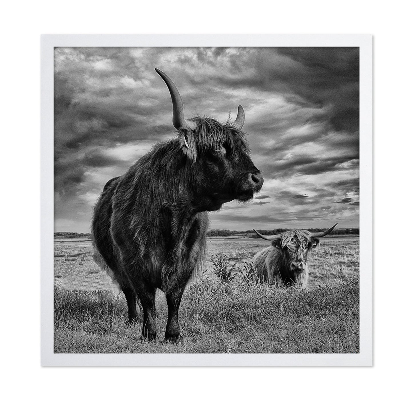 Highland Bulls Field