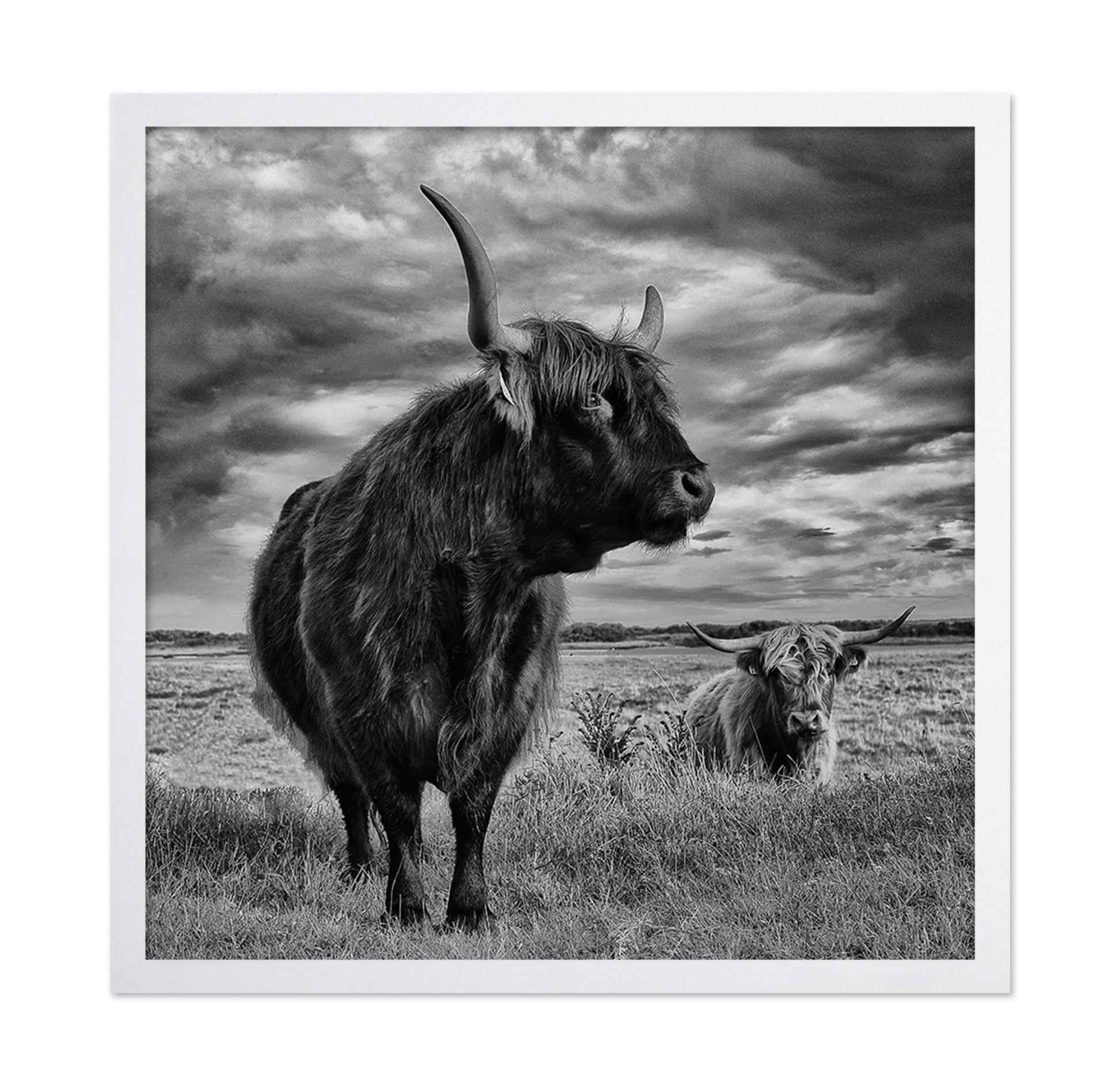 Highland Bulls Field