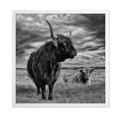 Highland Bulls Field