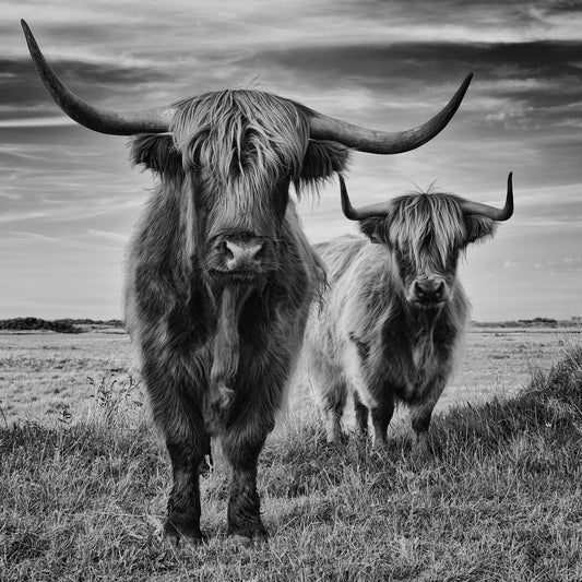 Highland Cattle Pair No1
