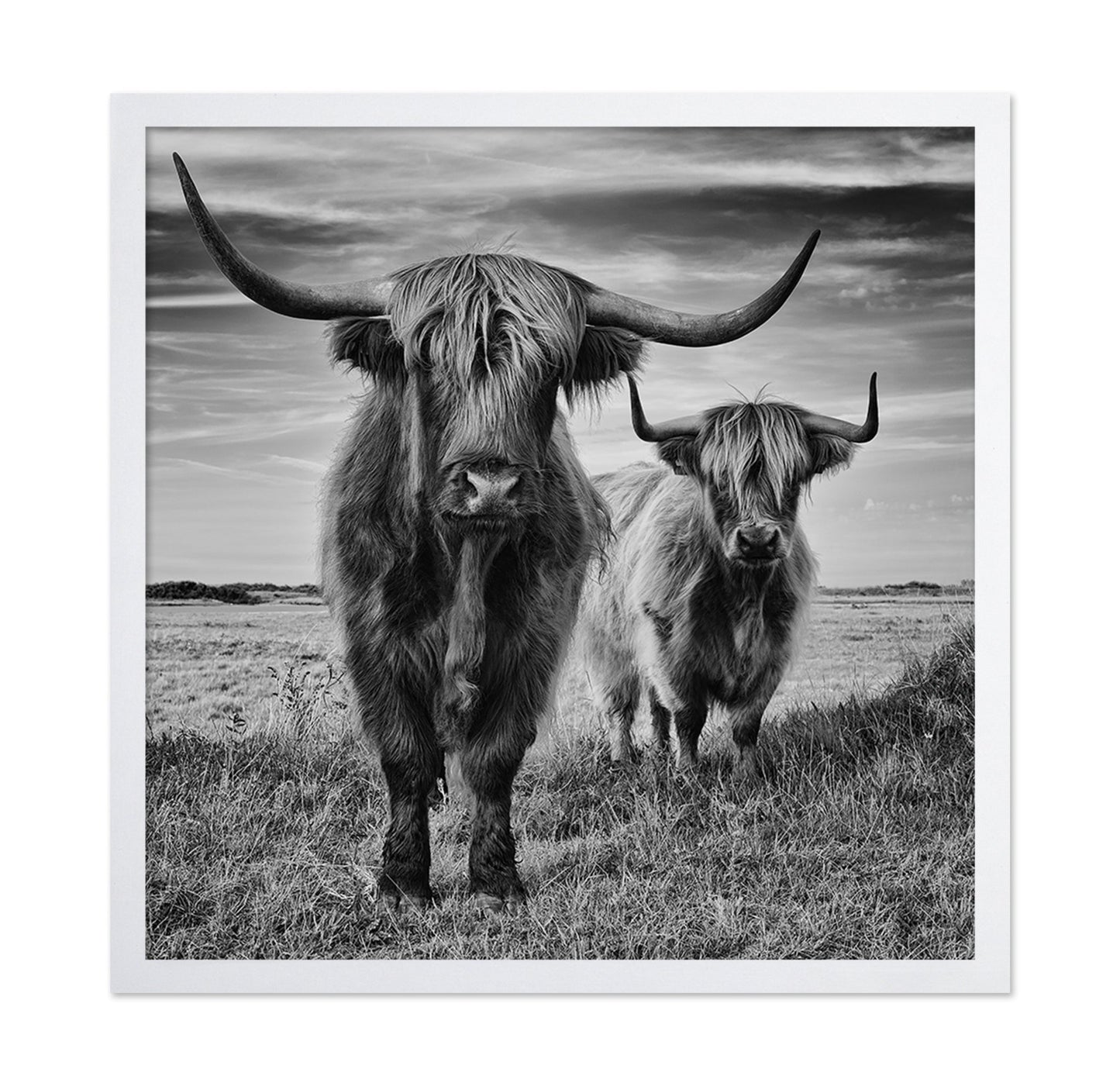 Highland Cattle Pair No1