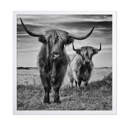 Highland Cattle Pair No1