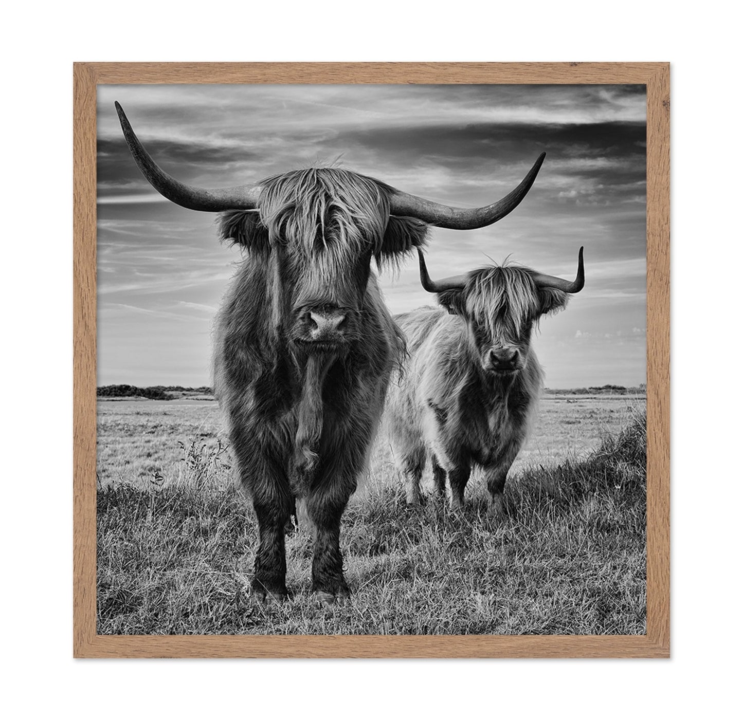 Highland Cattle Pair No1