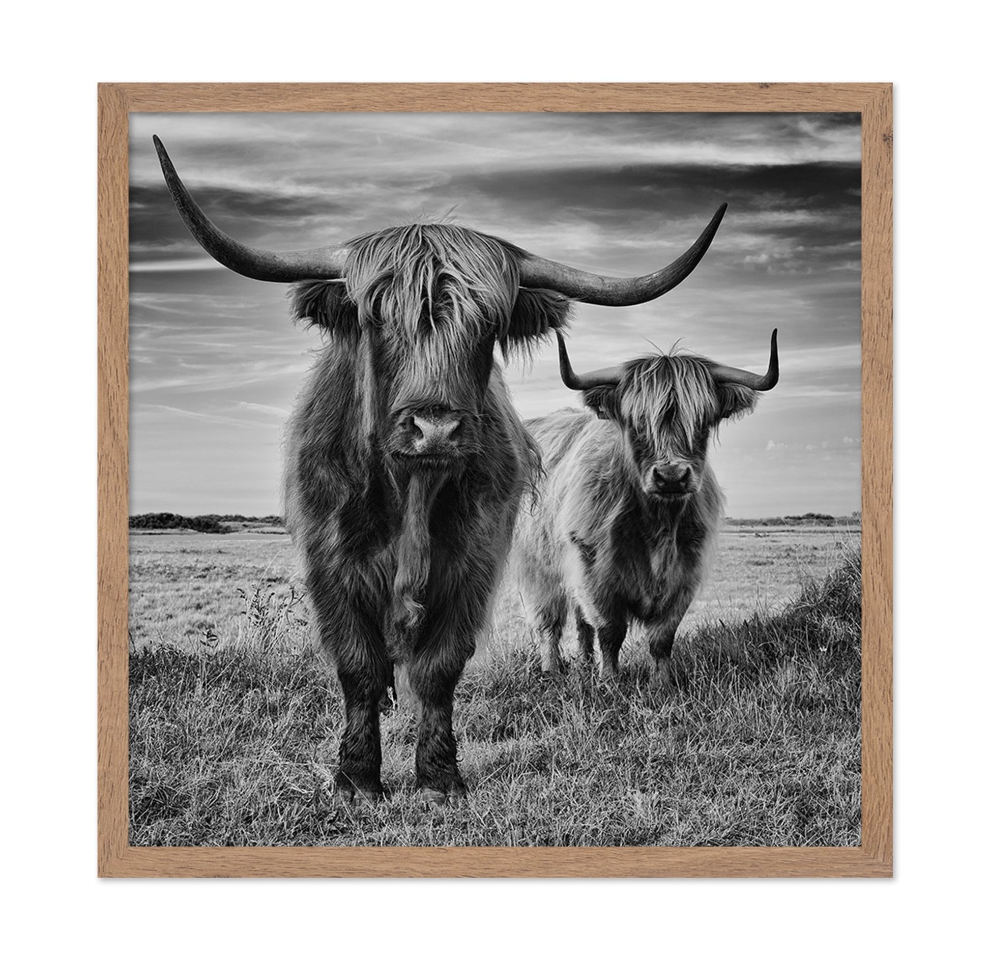 Highland Cattle Pair No1