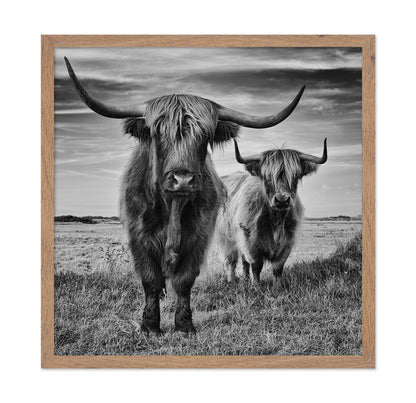 Highland Cattle Pair No1