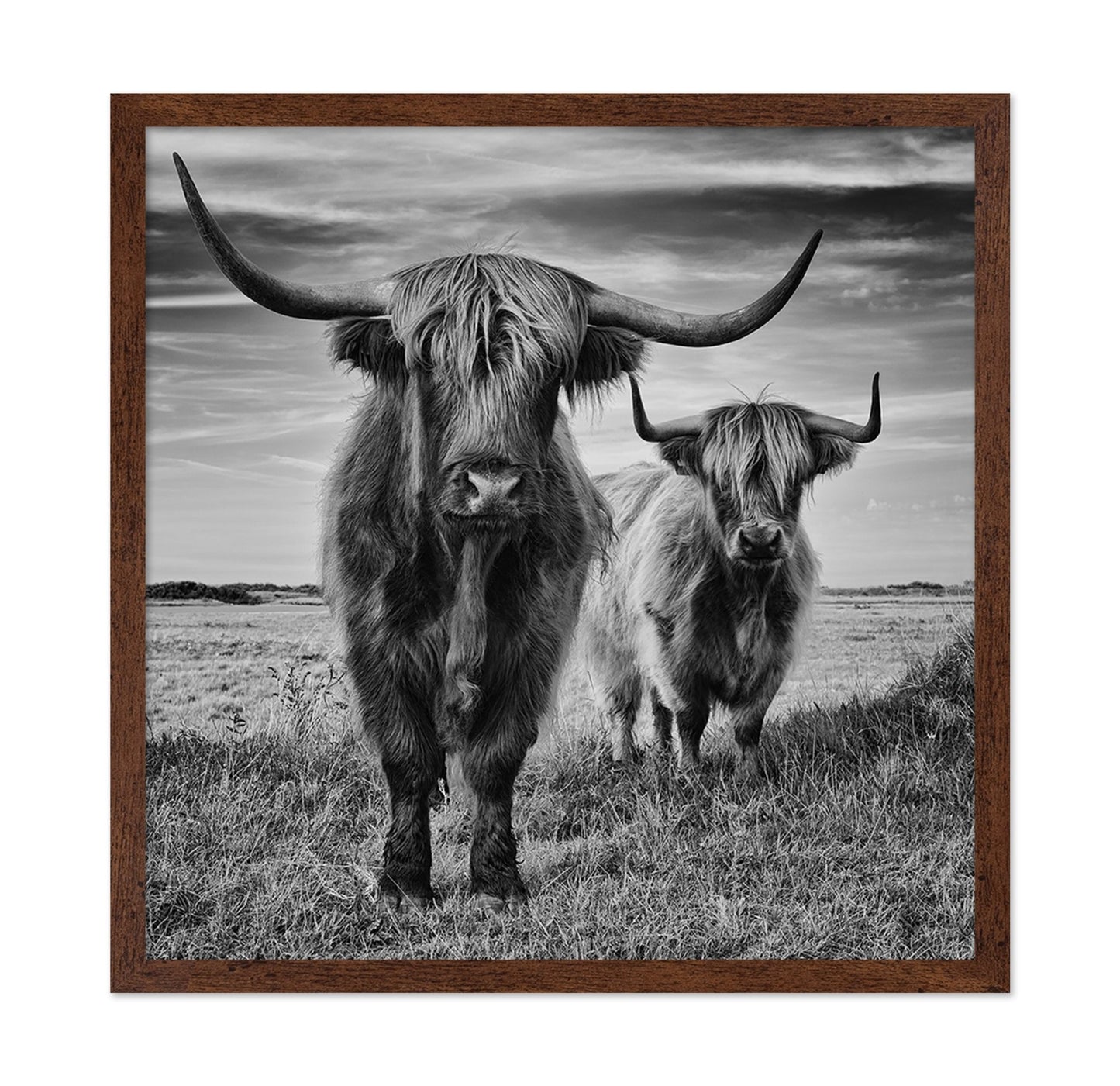 Highland Cattle Pair No1