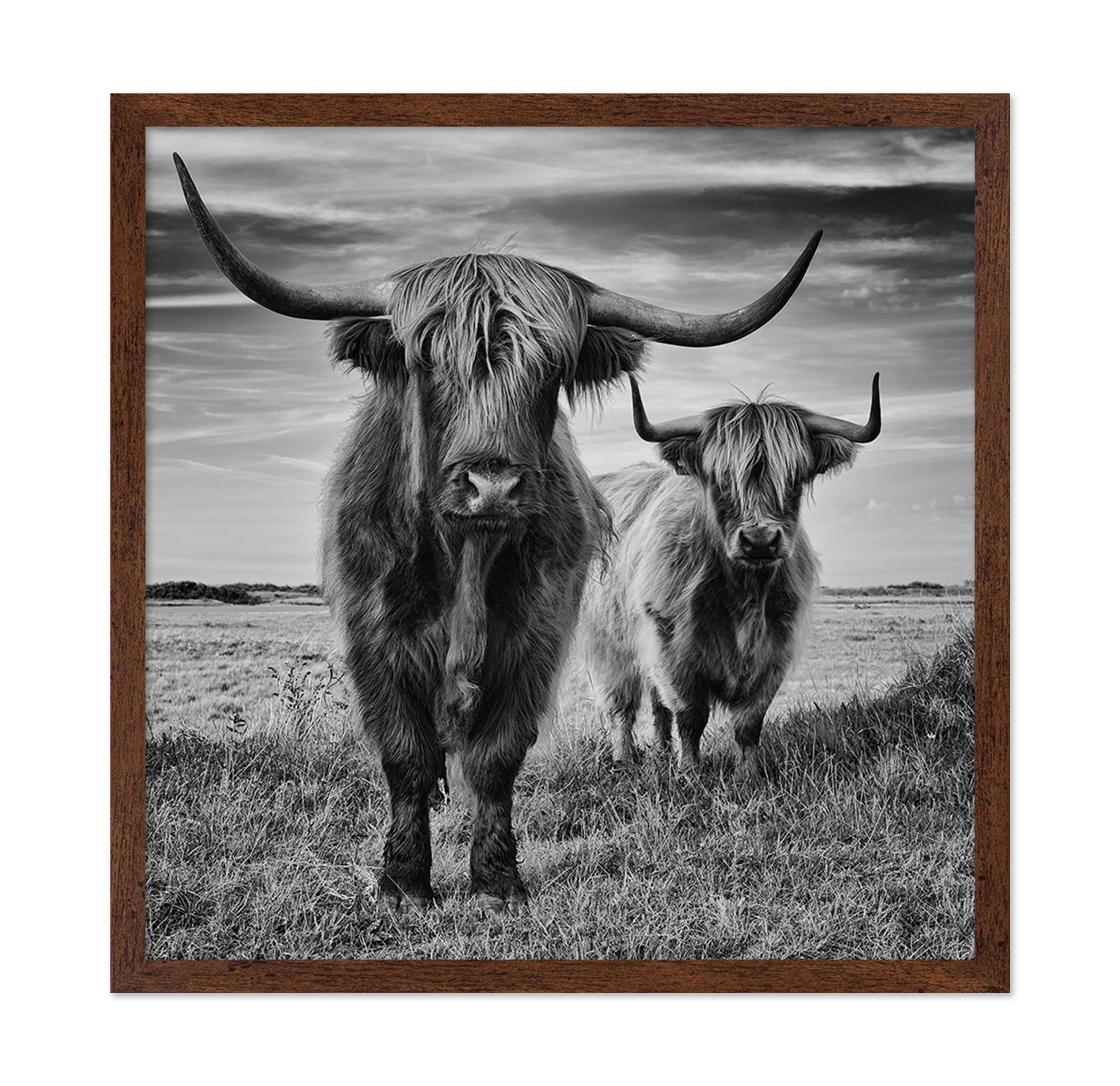 Highland Cattle Pair No1