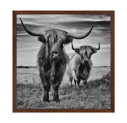 Highland Cattle Pair No1