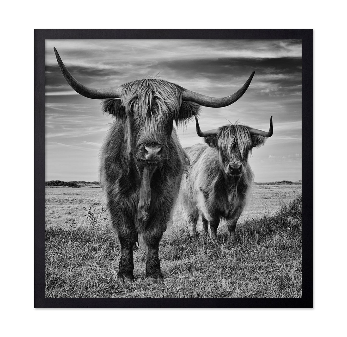 Highland Cattle Pair No1