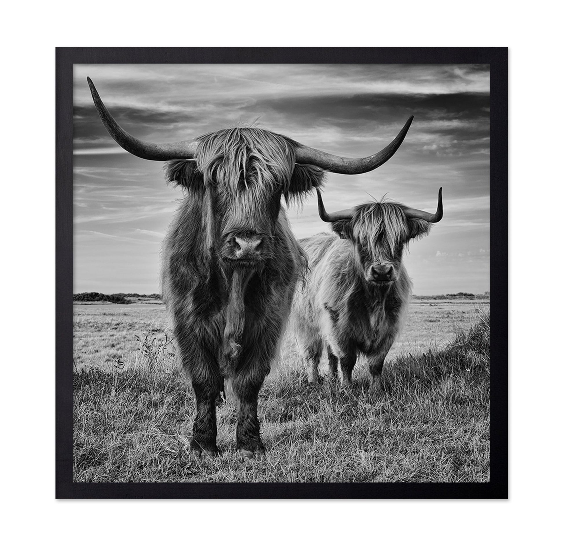 Highland Cattle Pair No1